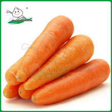 Verkaufen Karotten / frische Karotten / China Karotten